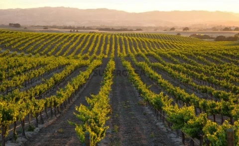vineyard_for-sale_alentejo_portugal
