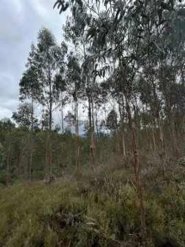 Terreno em São Pedro de Alva e São Paio de Mondego, Penacova