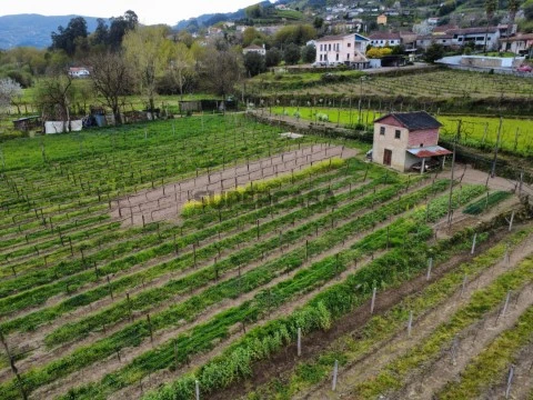 Campo e Cequeira