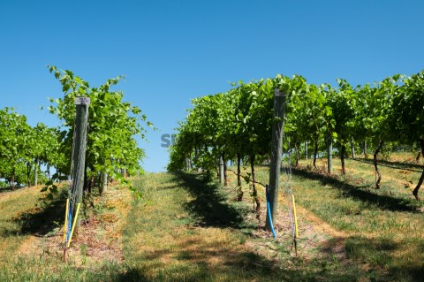 Quinta Agrícola em Estômbar e Parchal, Lagoa