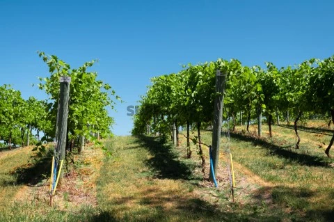 Quinta Agrícola em Estômbar e Parchal, Lagoa