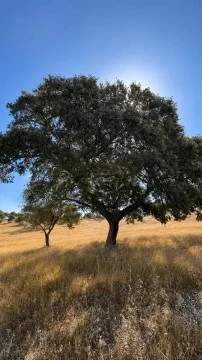 Terreno em Granja, Mourão