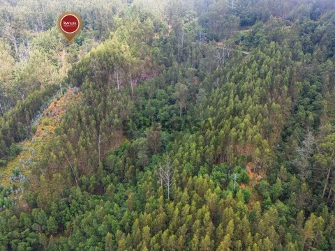 Terreno em Monte, Funchal