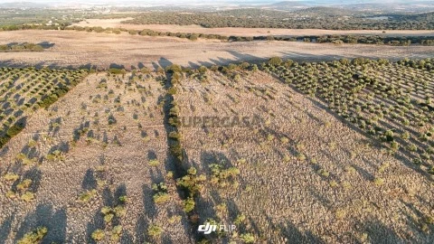 Terreno em Barbacena e Vila Fernando, Elvas