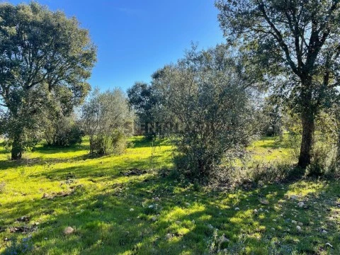 Grundstück auf Martinchel, Abrantes