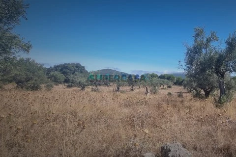 Terreno en Alcanena e Vila Moreira, Alcanena