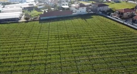 Terreno com Vinha para Investimento