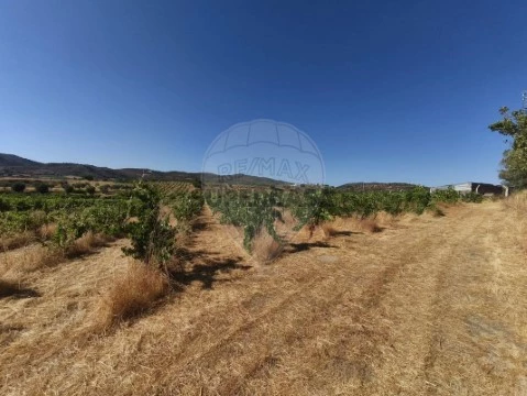 Terreno em Vila de Frades, Vidigueira
