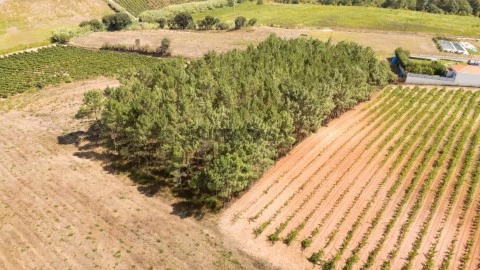 dji-20260810153726-0026-d