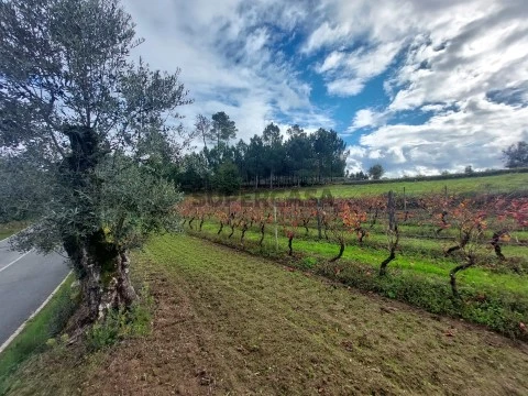Terreno