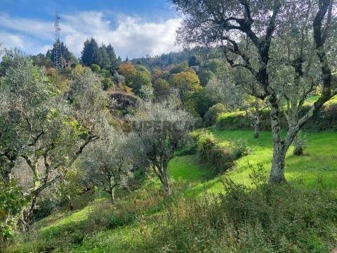 Terreno