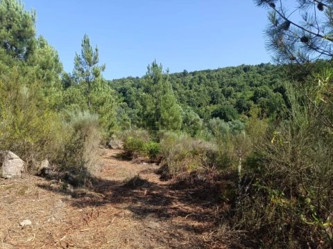 Terreno