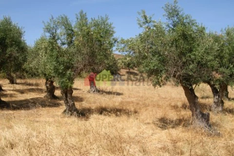 Terreno em Vila de Frades, Vidigueira
