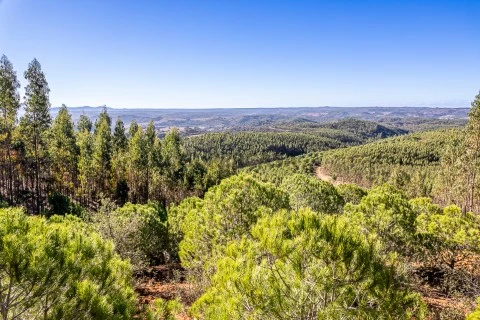 Saquenibaque