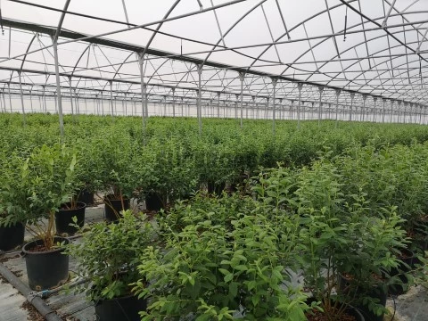Propriedade Agricola de 20ha em Plena Atividade no Ladoeiro Idanha a Nova