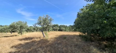 Terreno de 3,1ha em Aranhas , Penamacor com Ruina.