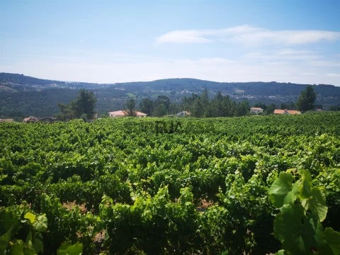 Finca  en Sezures, Penalva do Castelo