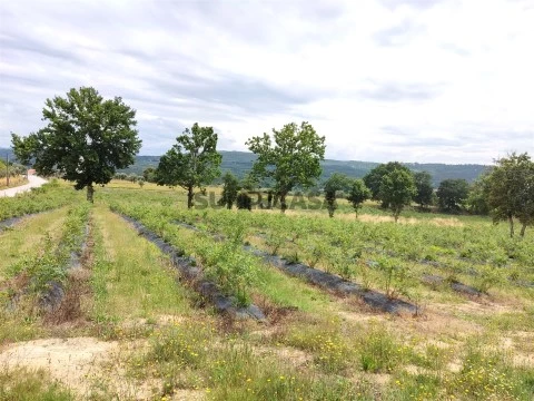 Quinta T0 em Quintela de Azurara, Mangualde