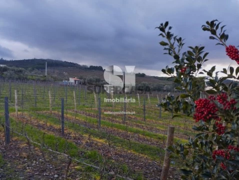 Terreno em Vilarinho de São Romão, Sabrosa