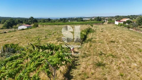 Terreno em São Martinho de Antas e Paradela de Guiães, Sabrosa