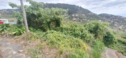 Terreno Rústico em Campanário, Ribeira Brava