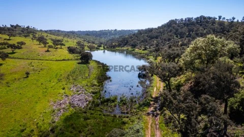 DJI_0239