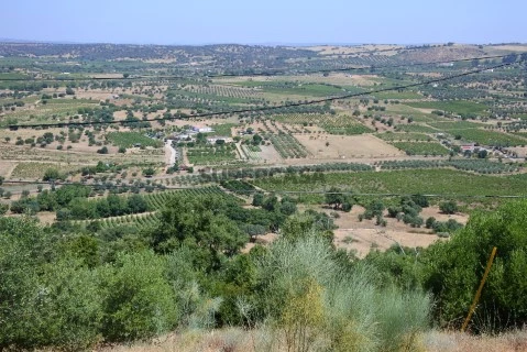 Propriedade | Exploração | Vinhas | Olival | Montado de sobro | Vila de Frades | Vidigueira | Rustiévora, L.da
