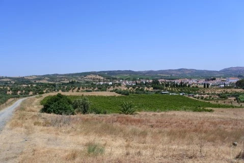 Terreno | com vinhas de sequeiro em plena produção | Bom acesso | Vila de Frades | Vidigueira | Rustiévora, L.da