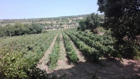 Propriedade com 7,8 ha | Exploração de vinhas, olival, montado de sobro e horta | Vila de Frades | Vidigueira | Alentejo | Ru...