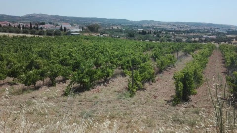 Propriedade Rústica | Exploração Integral de Vinhas | Terreno com bom acesso | Vidigueira | Alentejo | Rustiévora