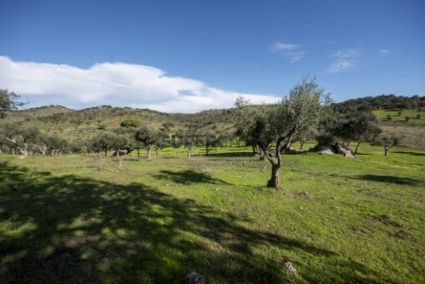Propriedade | Quinta | Alcaria da Serra | Vidigueira | Alentejo | Rustiévora | Venda
