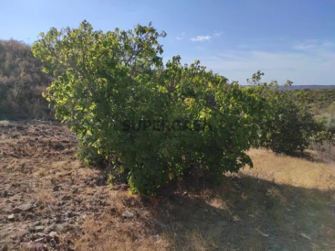 Terreno 3.12 Hectares- Rústico#Fernão Gil#Odeleite#CASASDOSOTAVENTO (4)