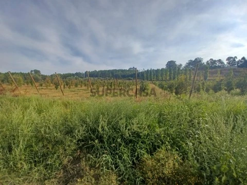 Investimento! Quinta com exploração de árvores frutíferas perto da Serra de Tomar.