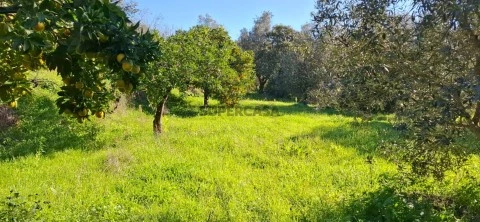 Terreno com 2.400 m2 com possibilidade de construção a 10 minutos de Tomar.