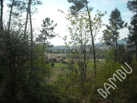 Vistas