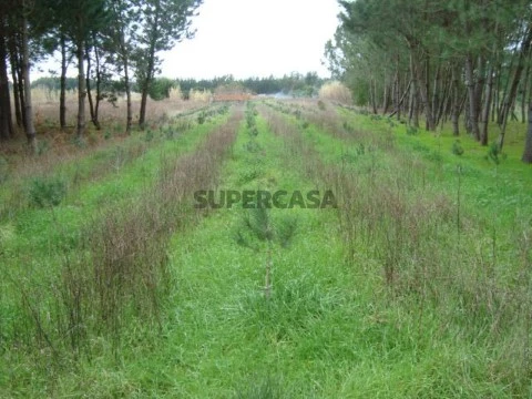 Terreno em Mira