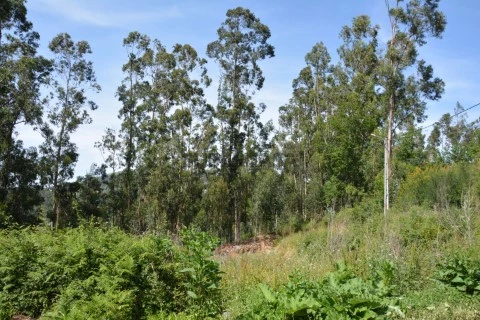 Terreno