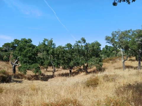 Terreno para habitação de agricultor e Turismo - 20 minutos da Lagoa