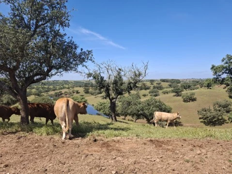 Herdade, Alentejo