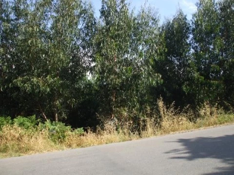Terreno Ceira
