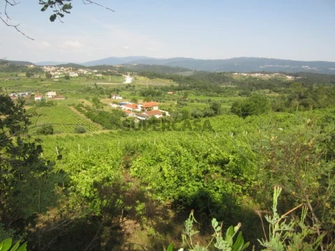 Terreno Miranda do Corvo
