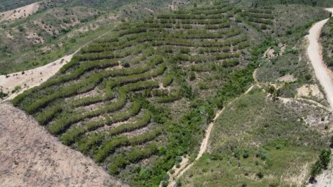 Terreno Rustico, Com Pinheiros, São Bartolomeu de Messines (3)