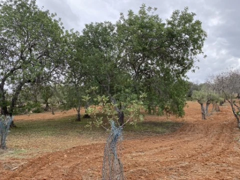 Lote de terreno rústico situado em zona muito tranquila