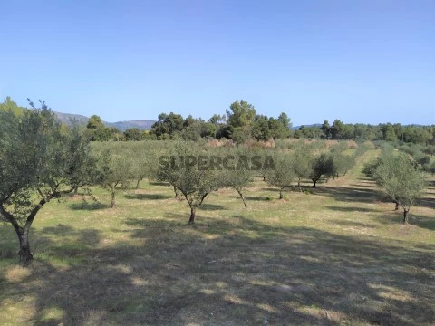 Terreno