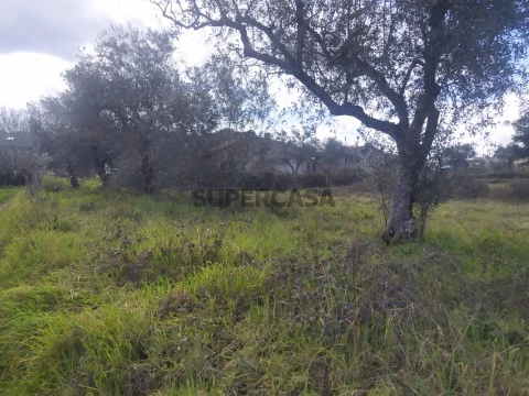 Terreno