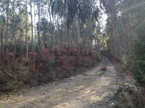 Terreno em Pessegueiro do Vouga, Sever do Vouga