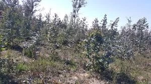 Terreno em Ferreira de Aves, Sátão