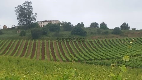 Vista