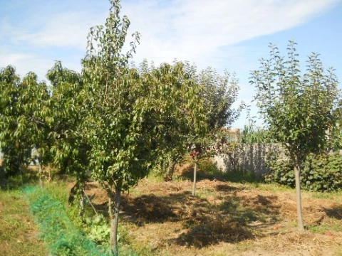 árvores de fruto