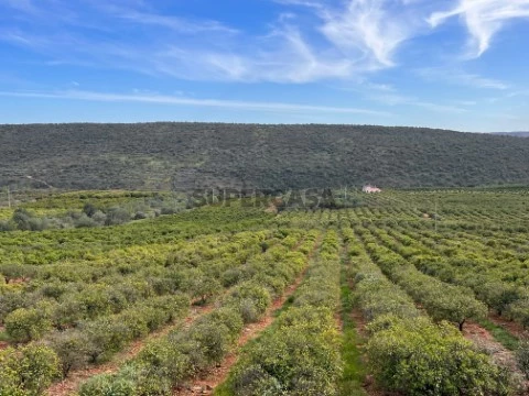 Pomar de citrinos - IMG_1437